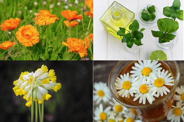 Ein Bild, das Pflanze, Blume enth�lt.

Automatisch generierte Beschreibung